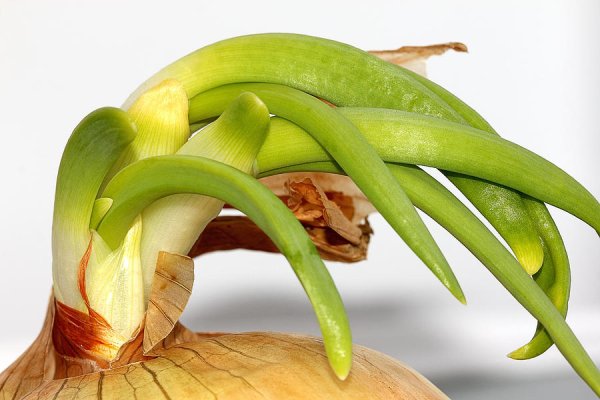 Kraken рабочая ссылка onion