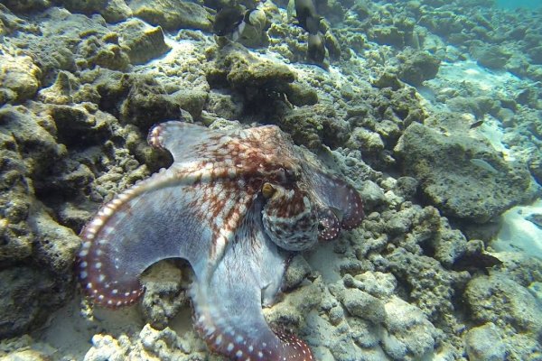 Kraken 20at