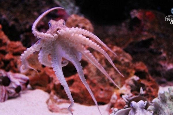 Kraken darknet зеркала кракен обход