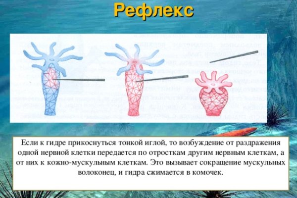 Пользователь не найден кракен
