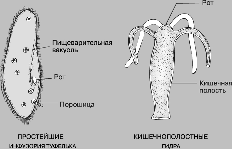 Как зайти на кракен с компа